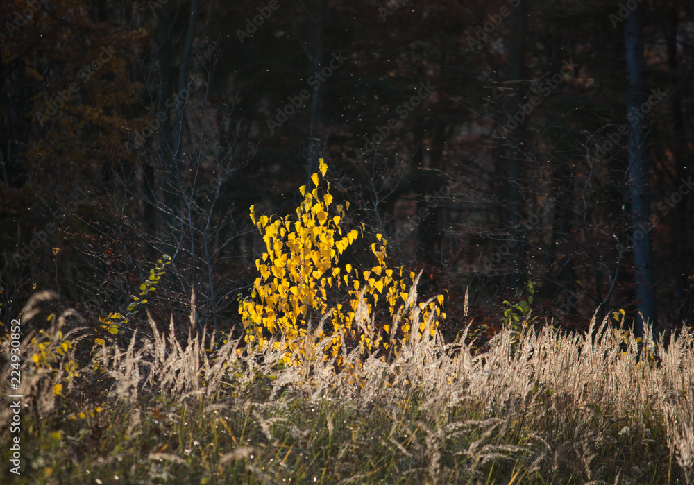 Obraz premium Kleiner Baum in goldener Herbstfärbung vor dunklem Wald im Hintergrund