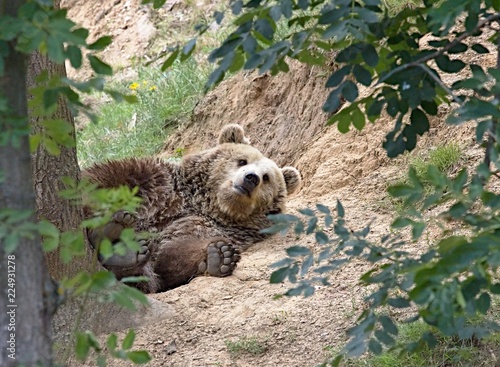 sleeping brown bear