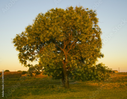 Tree in sunset rays