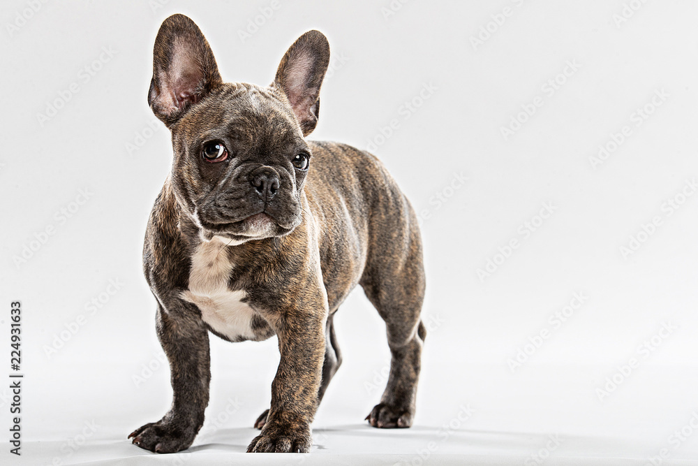 Cute French Bulldog Puppy Portrait Cute French Bulldog Puppy Portrait