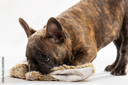 Cute French Bulldog Puppy Portrait photo