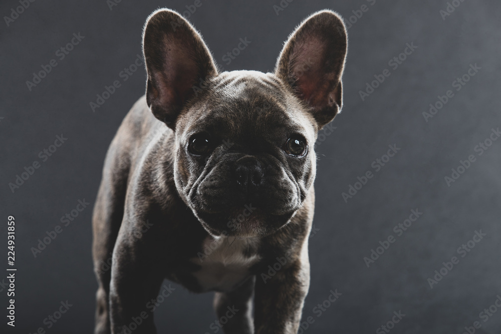 Cute French Bulldog Puppy Portrait