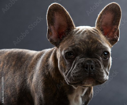 Cute French Bulldog Puppy Portrait