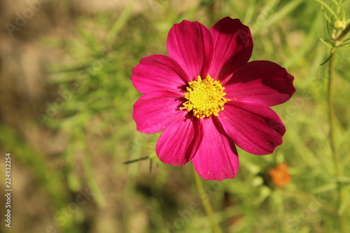 flowers in autumn