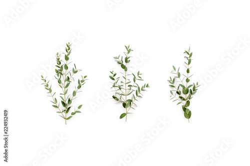 Green leaves eucalyptus on white background. flat lay, top view © K.Decor
