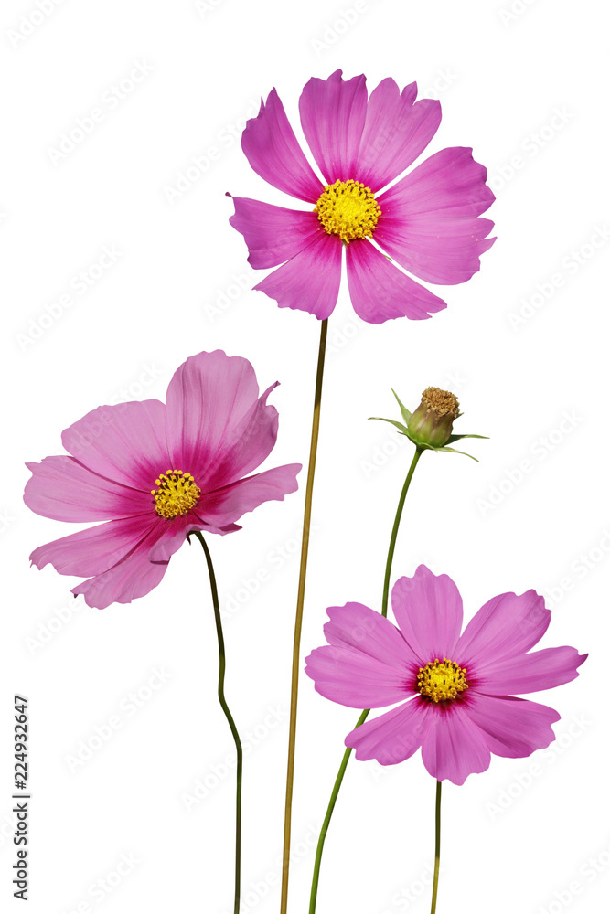 Blooming Pink Cosmos Flowers Isolated on White Background Blooming Pink Cosmos Flowers Isolated on White Background