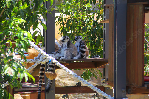Lemur resting at the zoo