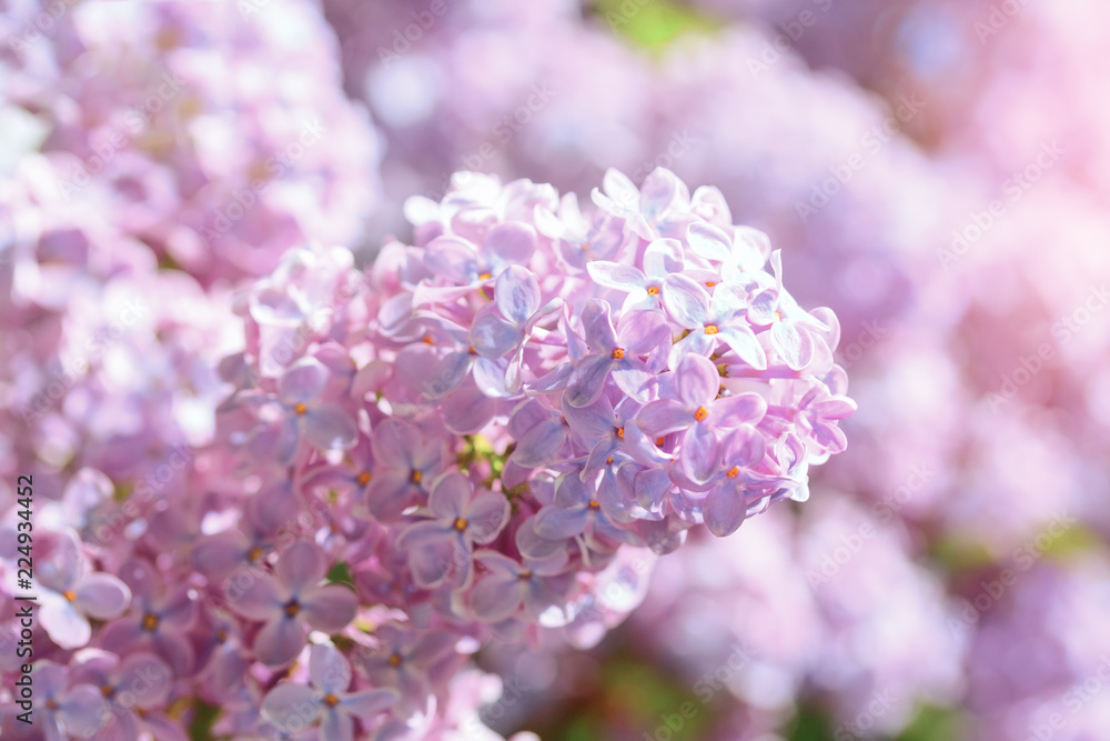 bright lilac bloom on blue sky background / fleeting moment in early summer bright lilac bloom on blue sky background / fleeting moment in early summer