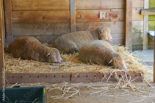 Sheeps resting in a farm