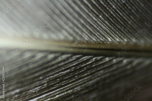Plakat pluma en macro