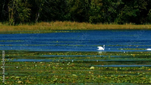 Swans in forest lake wetlands swimming among lily pads on sunny day in Minnesota photo