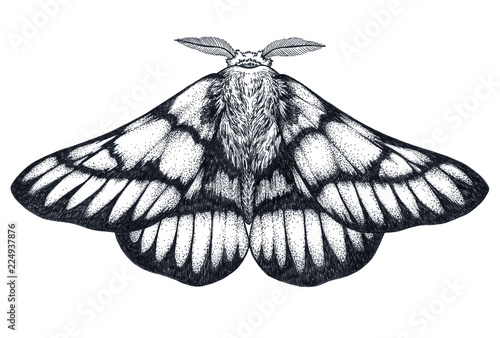Hand drawn butterfly tattoo. Dotwork tattoo. Hemileuca griffini. Griffin's sheepmoth or Canadian fleabane moth.