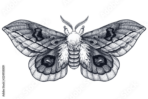 Hand Drawn Butterfly Tattoo Dotwork Tattoo Beautiful Moth Automeris Randa Mystical Symbol Of Freedom Beauty Life Stock イラスト Adobe Stock