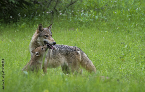 Coyote adult and wolf pups playing together.