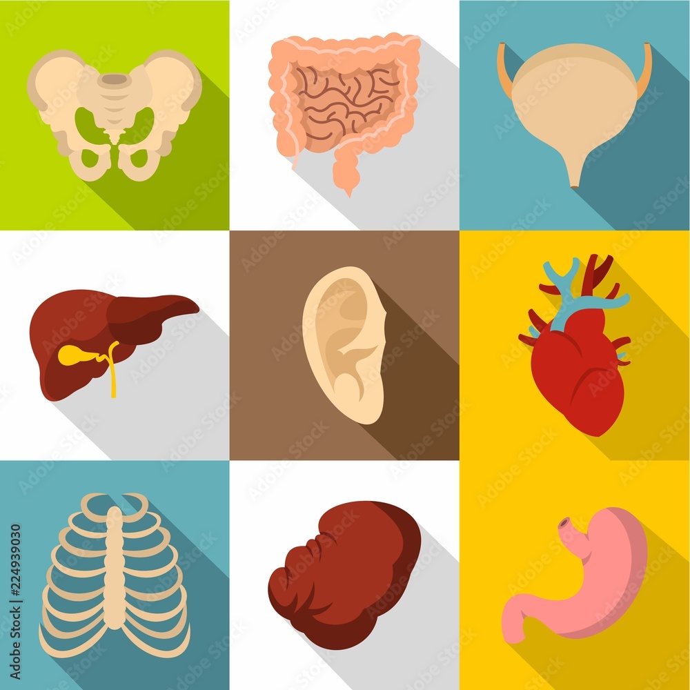 Structure of human icons set. Flat illustration of 9 structure of human vector icons for web Structure of human icons set. Flat illustration of 9 structure of human vector icons for web