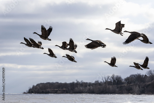 Hunting season waterfowl, geese, ducks. The many hunters waiting for the flocks of geese and ducks during migration on the fall. photo