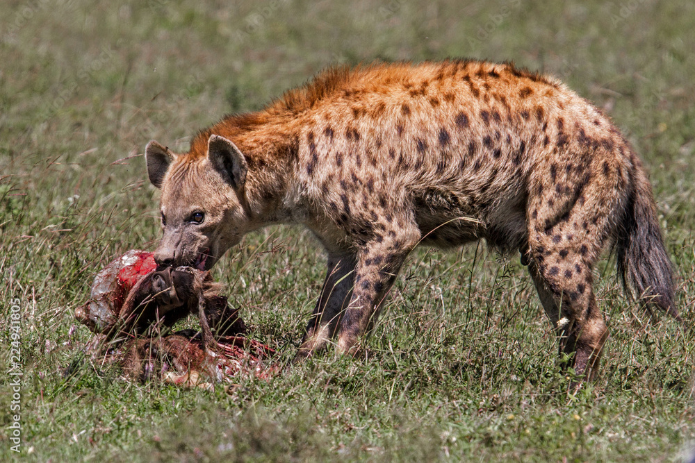 Hyena with a part of a young wildebeest as prey in the Serengeti National Park - Tanzania Hyena with a part of a young wildebeest as prey in the Serengeti National Park - Tanzania