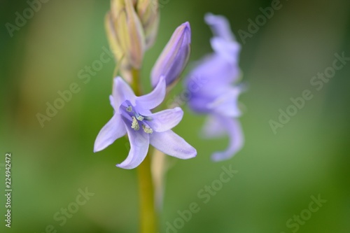 Fotografie Close up of a bluebell flower in bloom