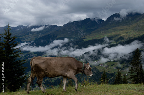 cows in the clouds © giorgia