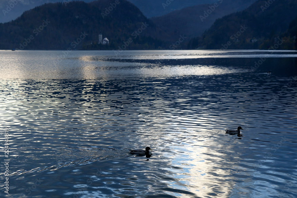 Obraz premium View of Lake Bled with The Assumption of Mary church on Bled island. Ducks swimming in the foreground. Sunlight reflects in the lake.