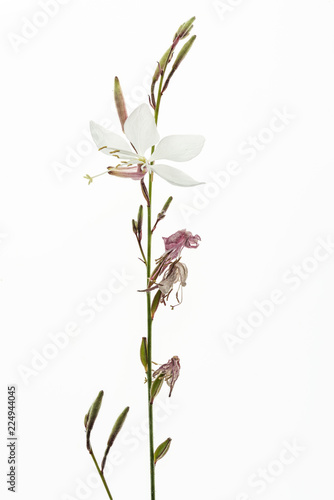 fiore bianco di gaura photo