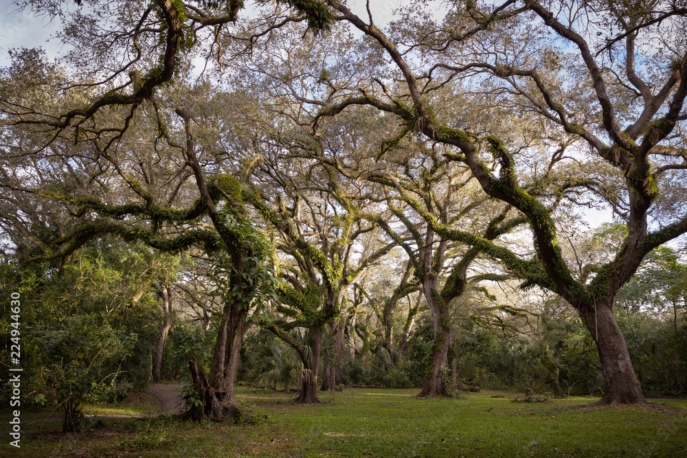 Branches of large forest trees in the park. Green spaces in a large nature park, outside the city Branches of large forest trees in the park. Green spaces in a large nature park, outside the city