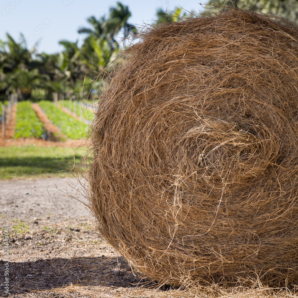 Closeup of rolls of haystack on the ground. A sunny landscape with a haystack in a farm in the USA. The concept of agriculture. Summer, rural landscape. Closeup of rolls of haystack on the ground. A sunny landscape with a haystack in a farm in the USA. The concept of agriculture. Summer, rural landscape.