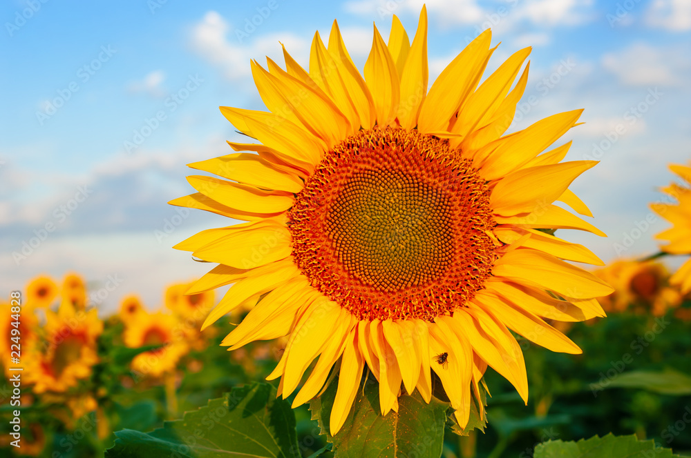 Blooming sunflower field