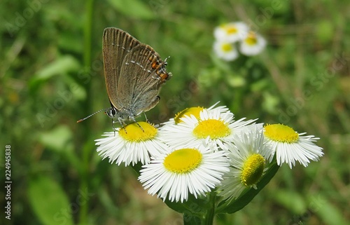 Beautiful brown polyommatus butterfly on erigeron flowers in the meadow, closeup photo