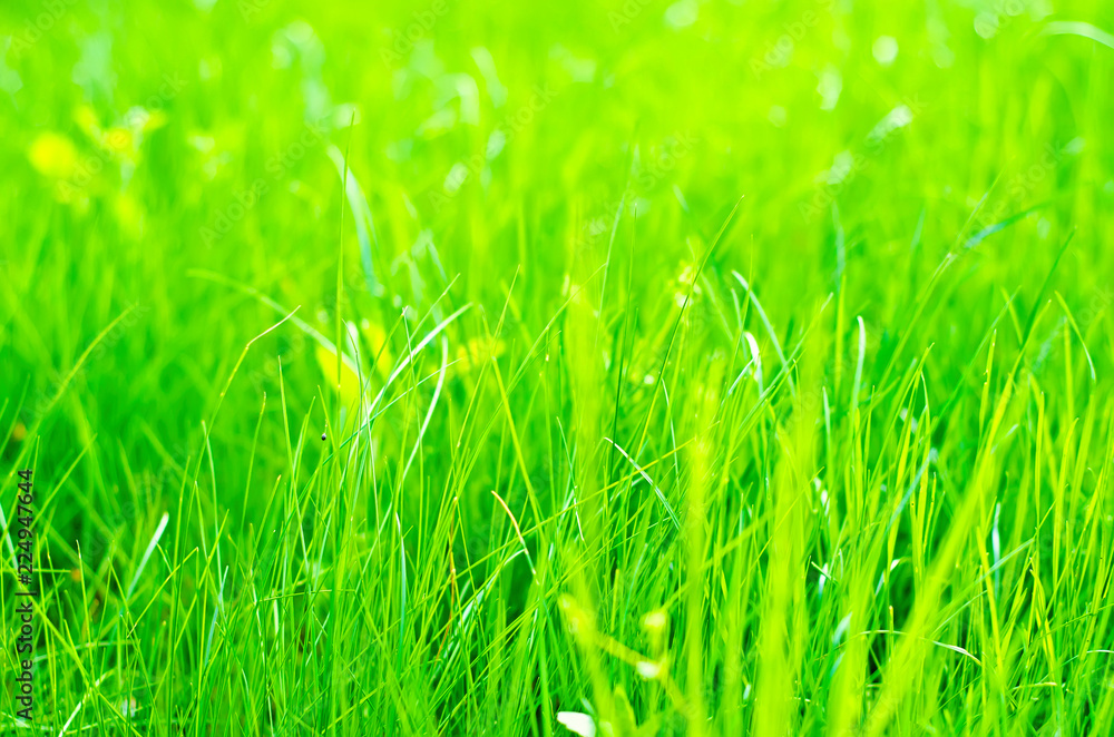 green grass green grass
