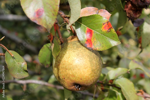 Pear rust or Gymnosporangium sabinae on leaves and ripe pear fruit on branch