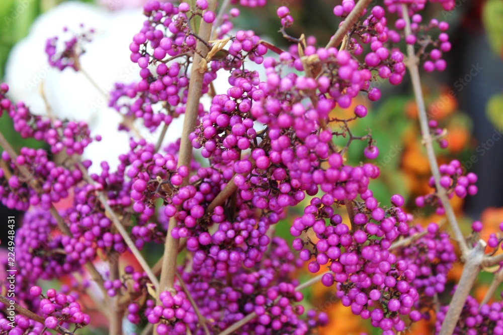 Rosa Früchte an Zweigen des Liebesperlenstrauches am Markt Rosa Früchte an Zweigen des Liebesperlenstrauches am Markt