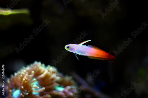 Fototapeta Naklejka Na Ścianę i Meble -  Firefish goby (Nemateleotris magnifica)  