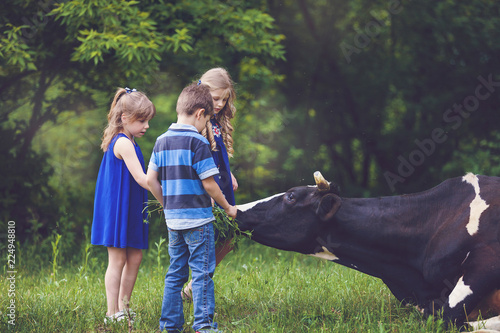 Farmer children feeding cow with green grass. Cow grazing near the farm