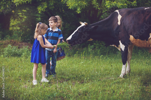 Farmer children feeding cow with green grass. Cow grazing near the farm