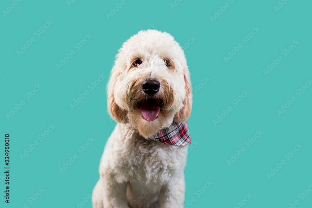 Golden Doodle Dog on Isolated Colored Background Golden Doodle Dog on Isolated Colored Background
