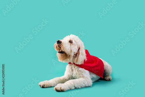 Dog wearing superhero cape on isolated background