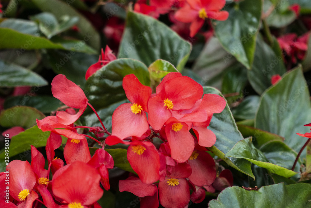 red begonia flowers with yellow center pollen in a garden with dark green leaves 