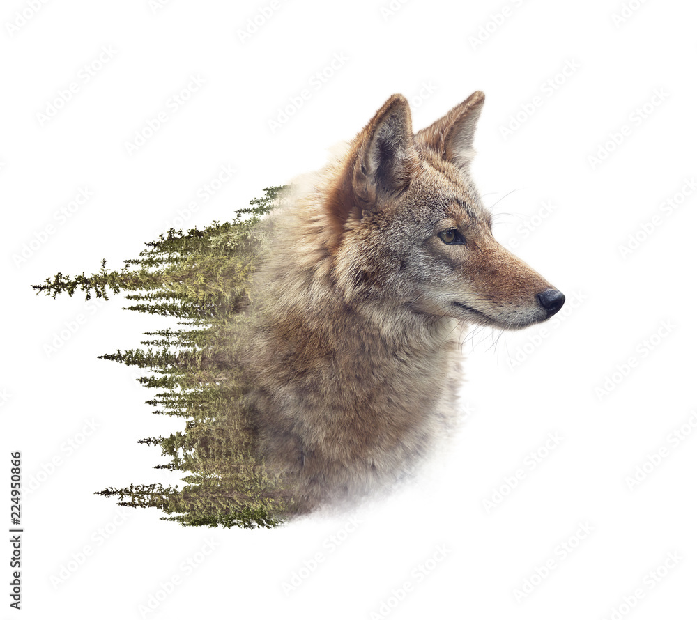 Fototapeta Podwójna ekspozycja portretu kojota i lasu sosnowego