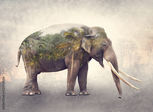 Double exposure of elephant and palm trees