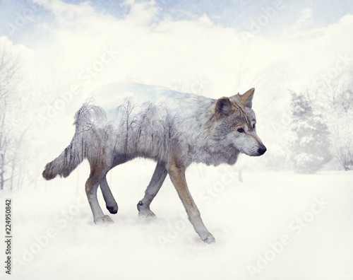 Double exposure of wolf in the winter