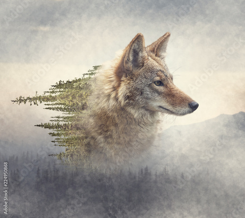 Print op canvas Double exposure of coyote portrait and pine forest