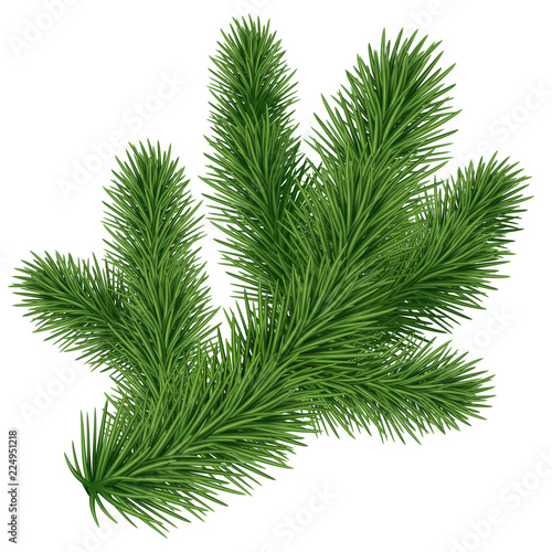 Christmas tree illustration  coniferous branch  twig  design element  isolated on white background