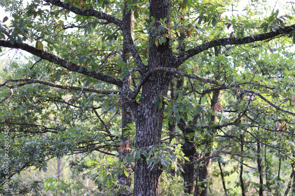 Naklejka premium a walk in the forest