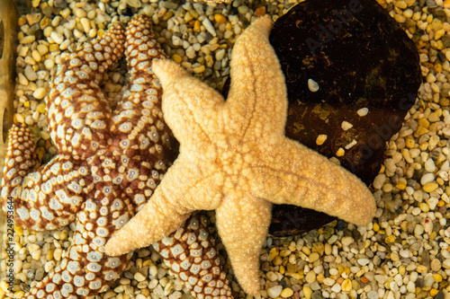 Yellow Starfish