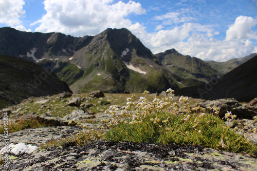 Flowers on top of mountains