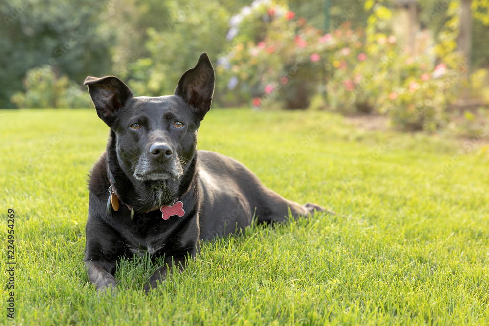 A black mixed breed dog relaxing in a backyard garden