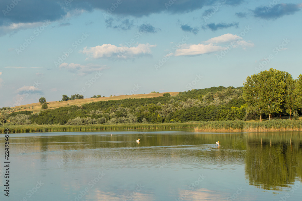 Beautiful panorama of the lake with pelicans Beautiful panorama of the lake with pelicans