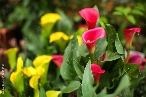 pink and yellow Calla lily flowers in bloom on display at the farmers flower market