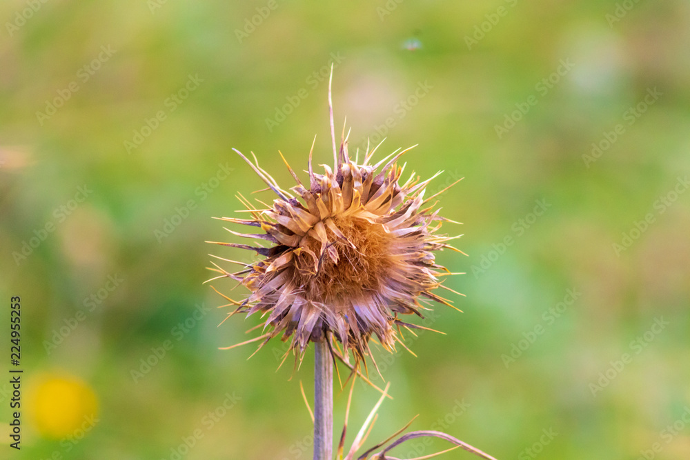 Dry flower